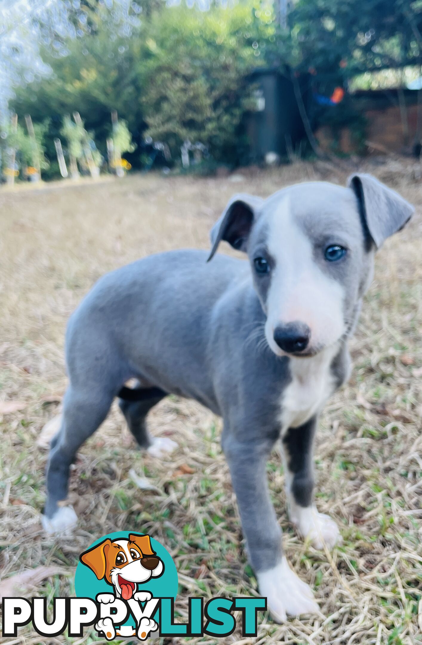 Whippet puppies