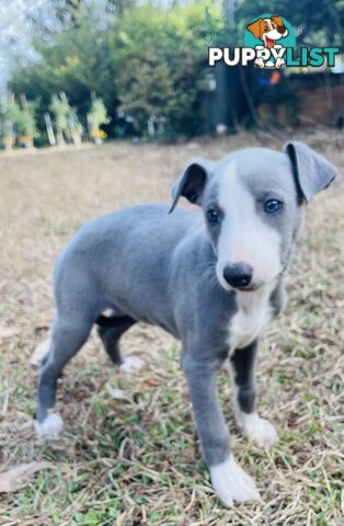 Whippet puppies