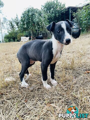 Whippet puppies