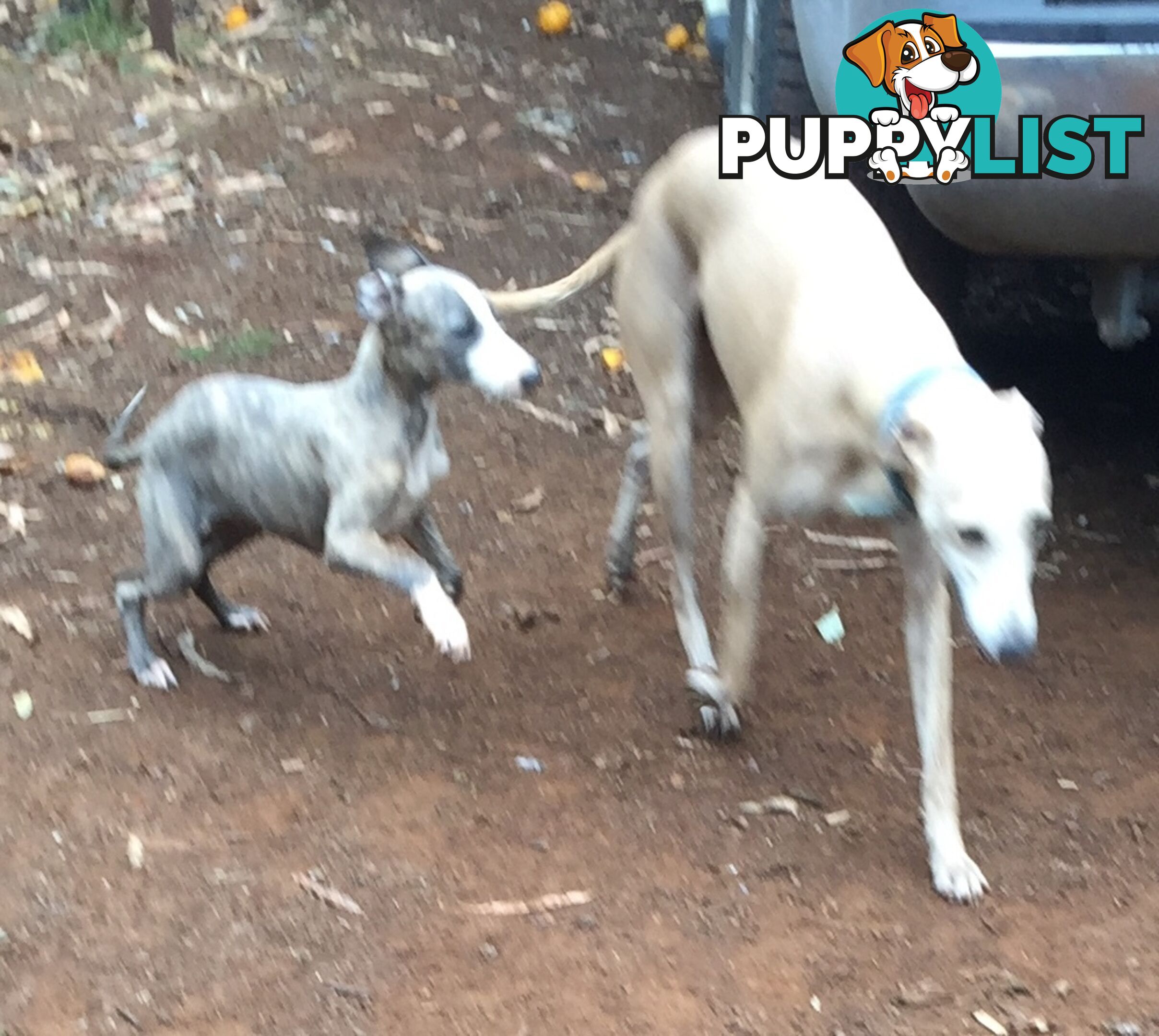 Whippet puppies