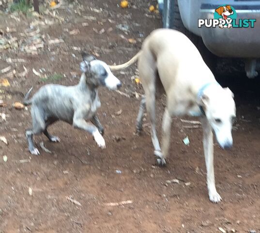 Whippet puppies