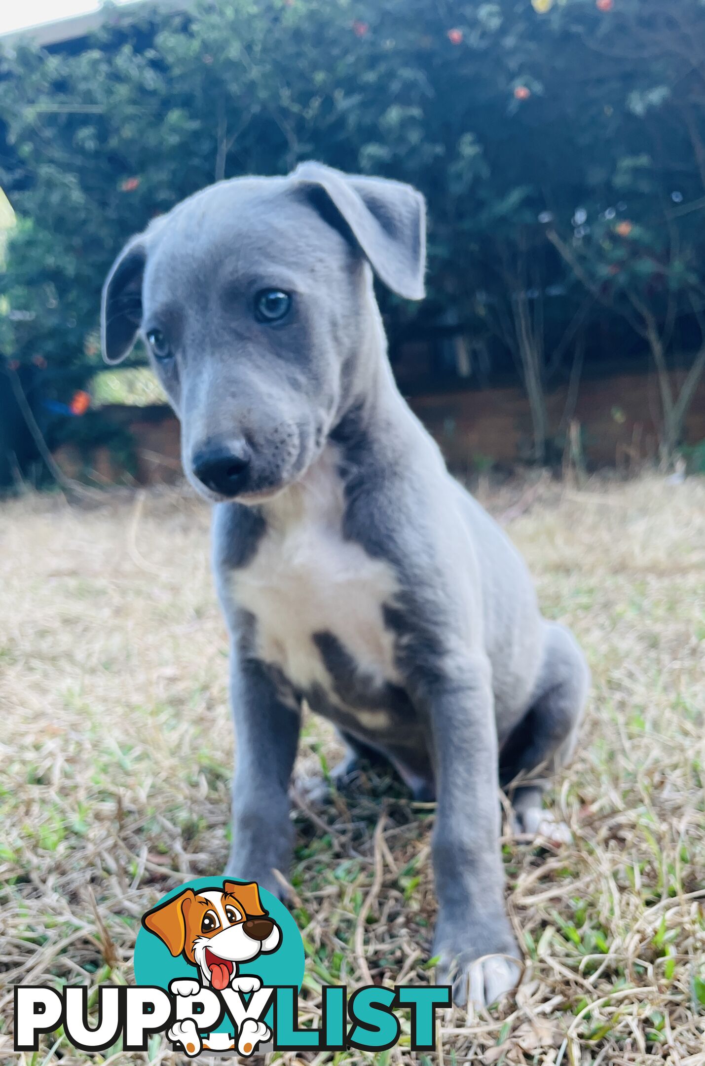 Whippet puppies