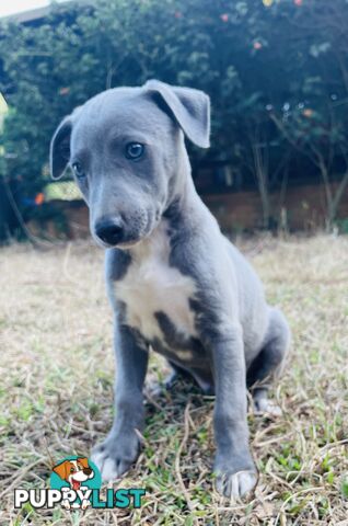 Whippet puppies