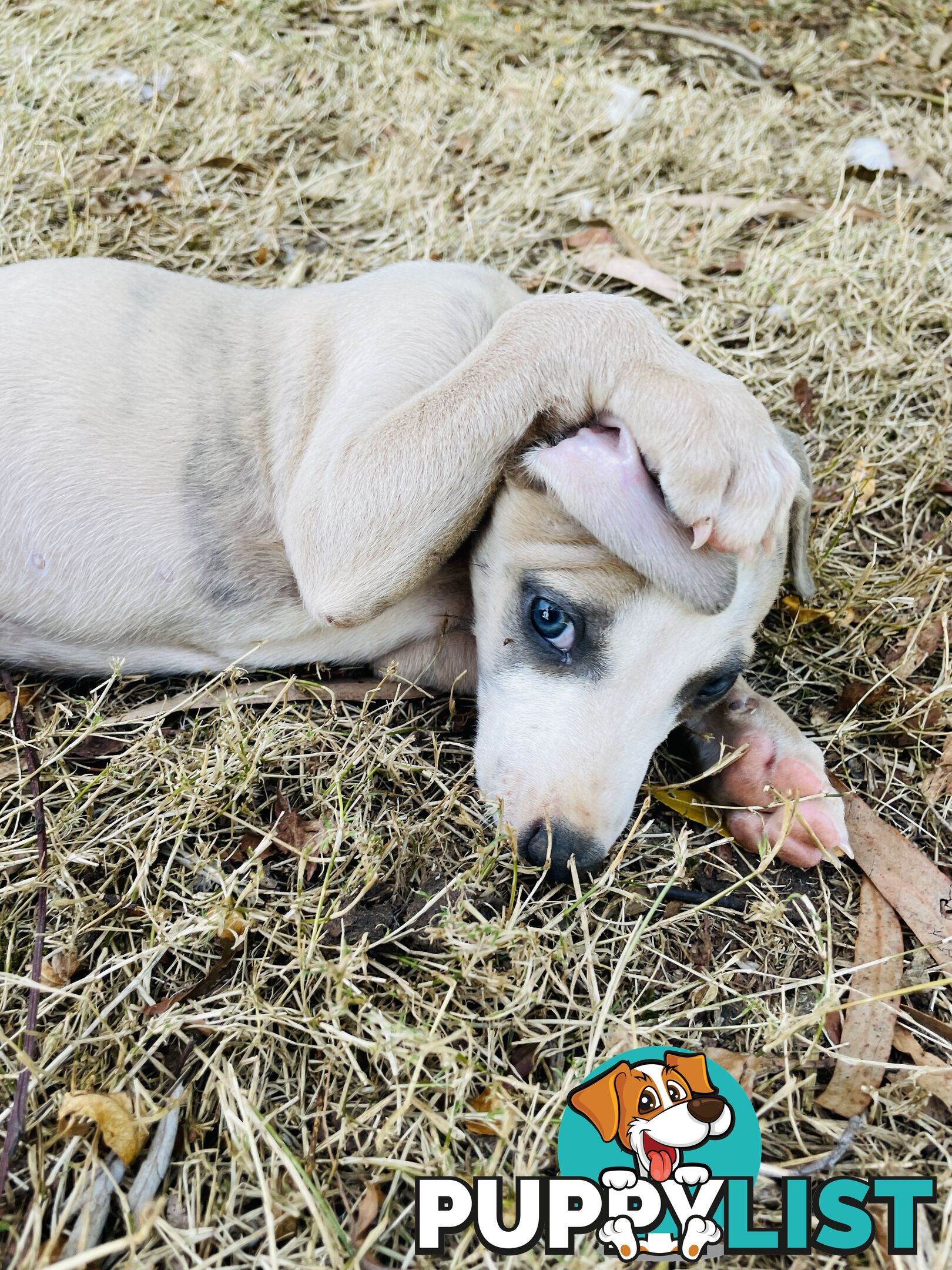 Whippet puppies