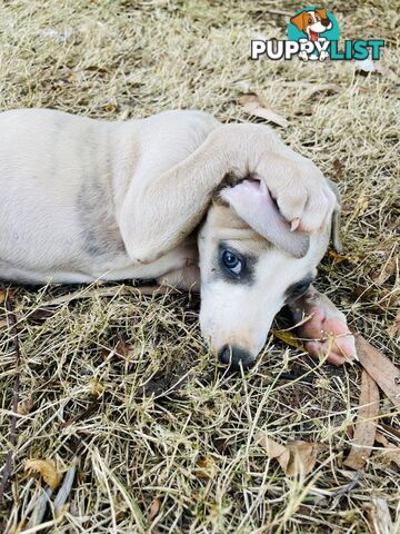 Whippet puppies