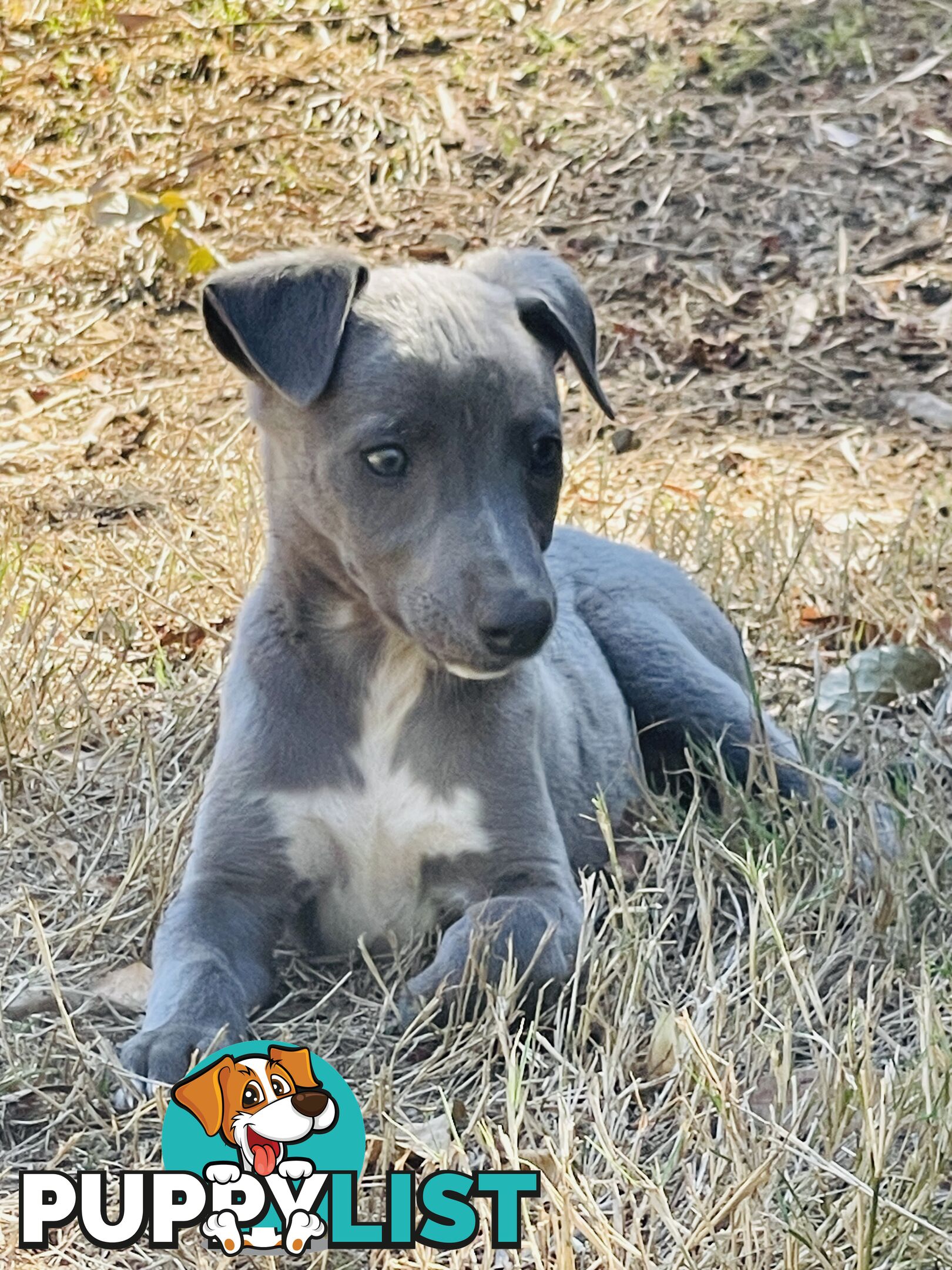 Whippet puppies