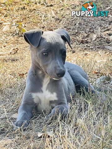 Whippet puppies