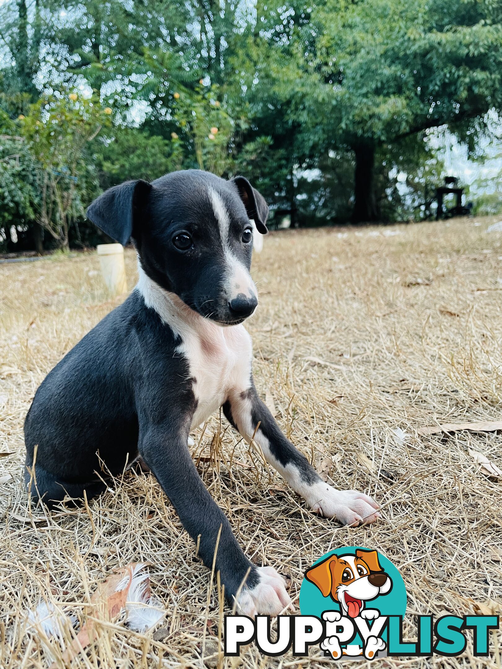 Whippet puppies