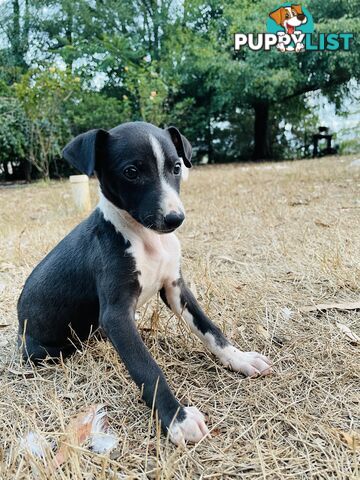 Whippet puppies