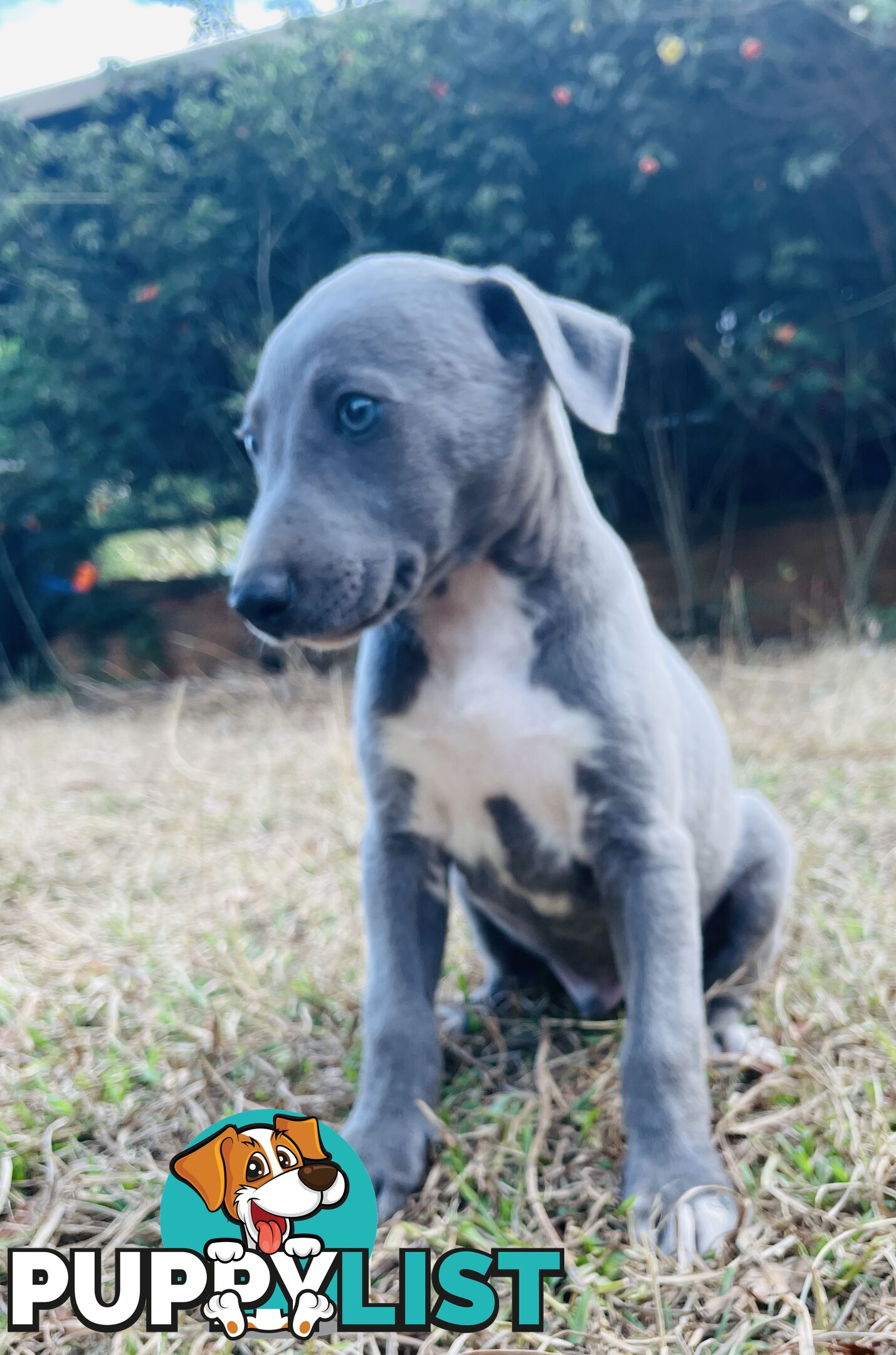 Whippet puppies