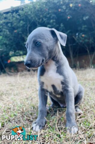 Whippet puppies