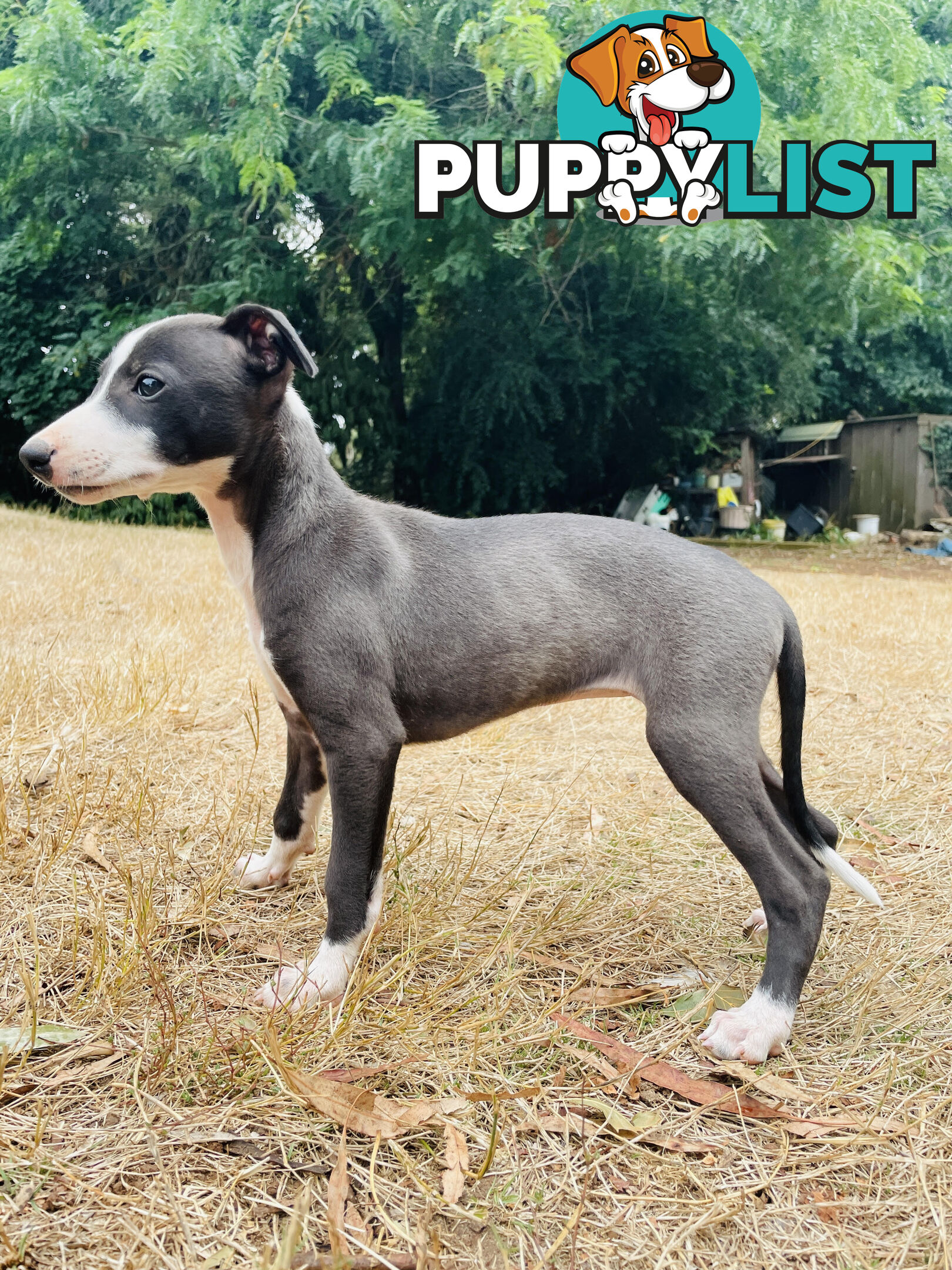 Whippet puppies