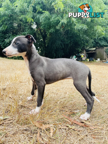 Whippet puppies