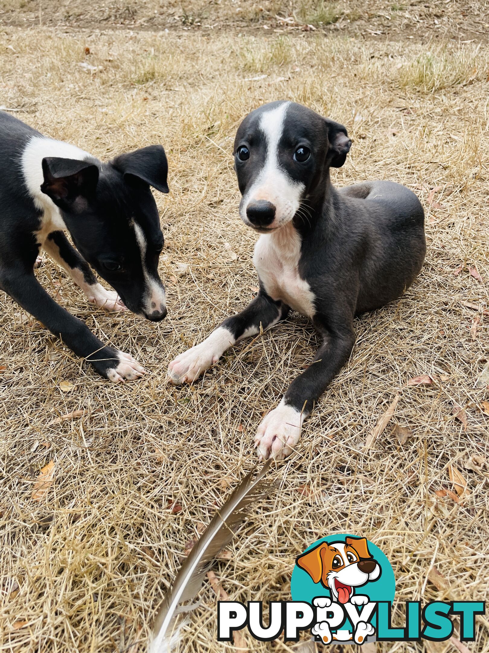 Whippet puppies