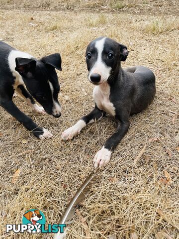 Whippet puppies