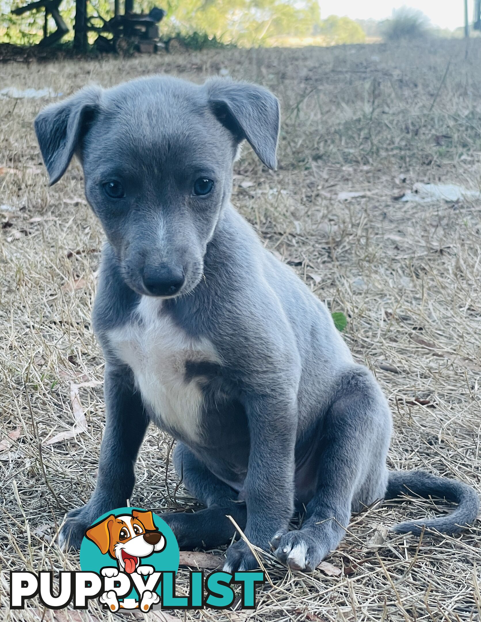 Whippet puppies