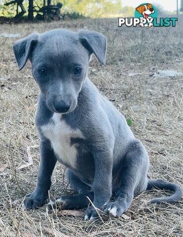 Whippet puppies