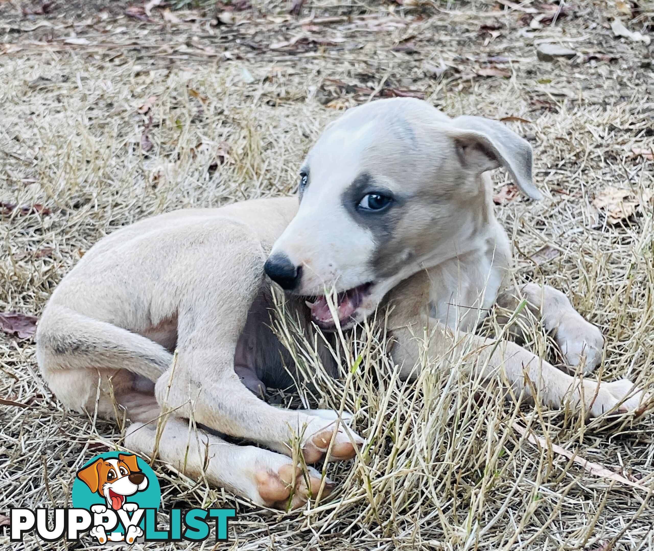 Whippet puppies