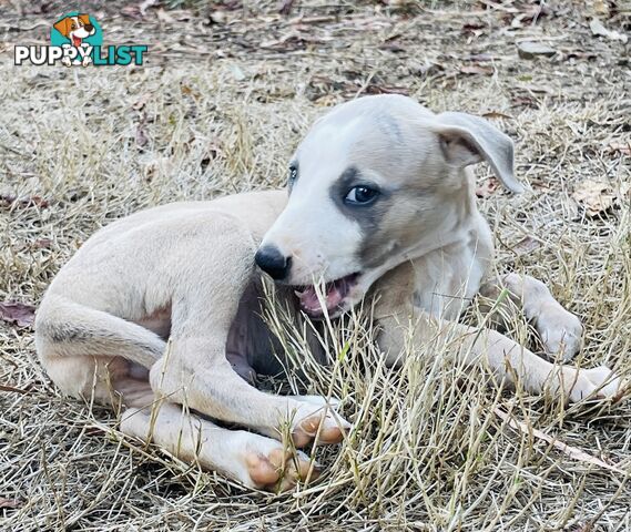 Whippet puppies