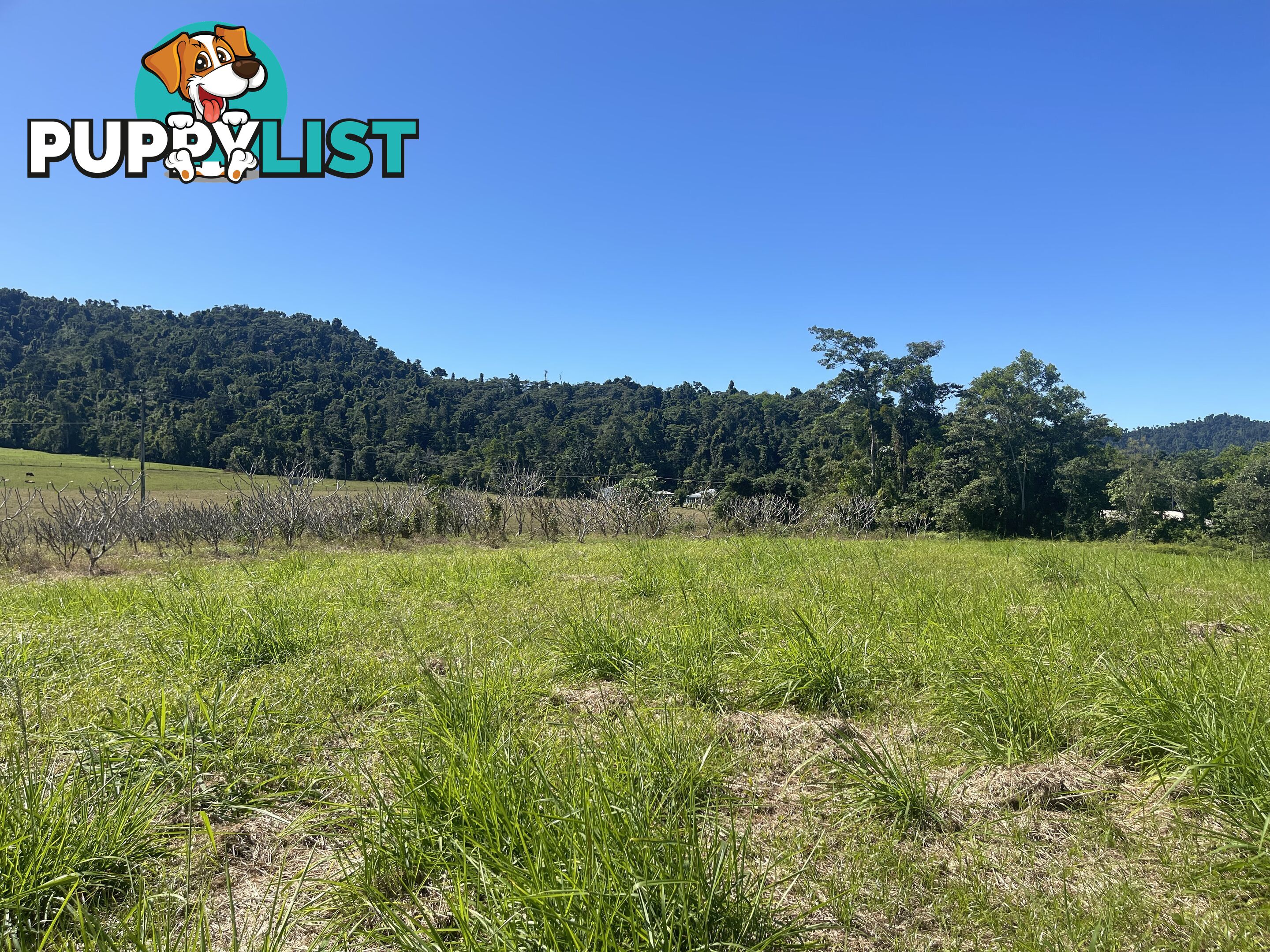 LOT 207 Old Tully Rd Djarawong QLD 4854