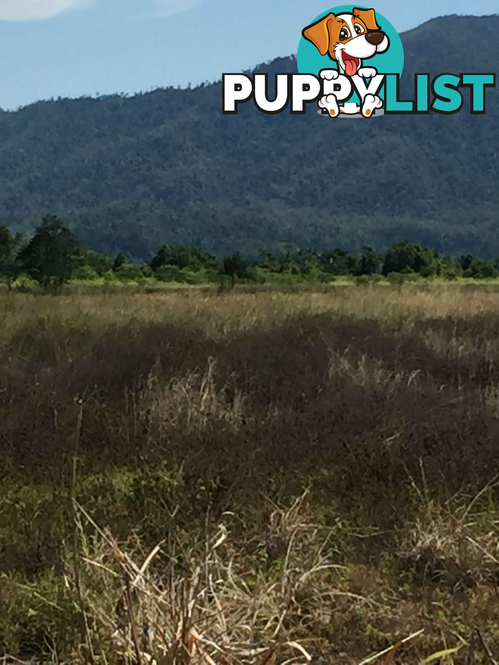 Lot 589 Old Telegraph Road East Feluga QLD 4854