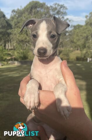 Italian Greyhound Puppies