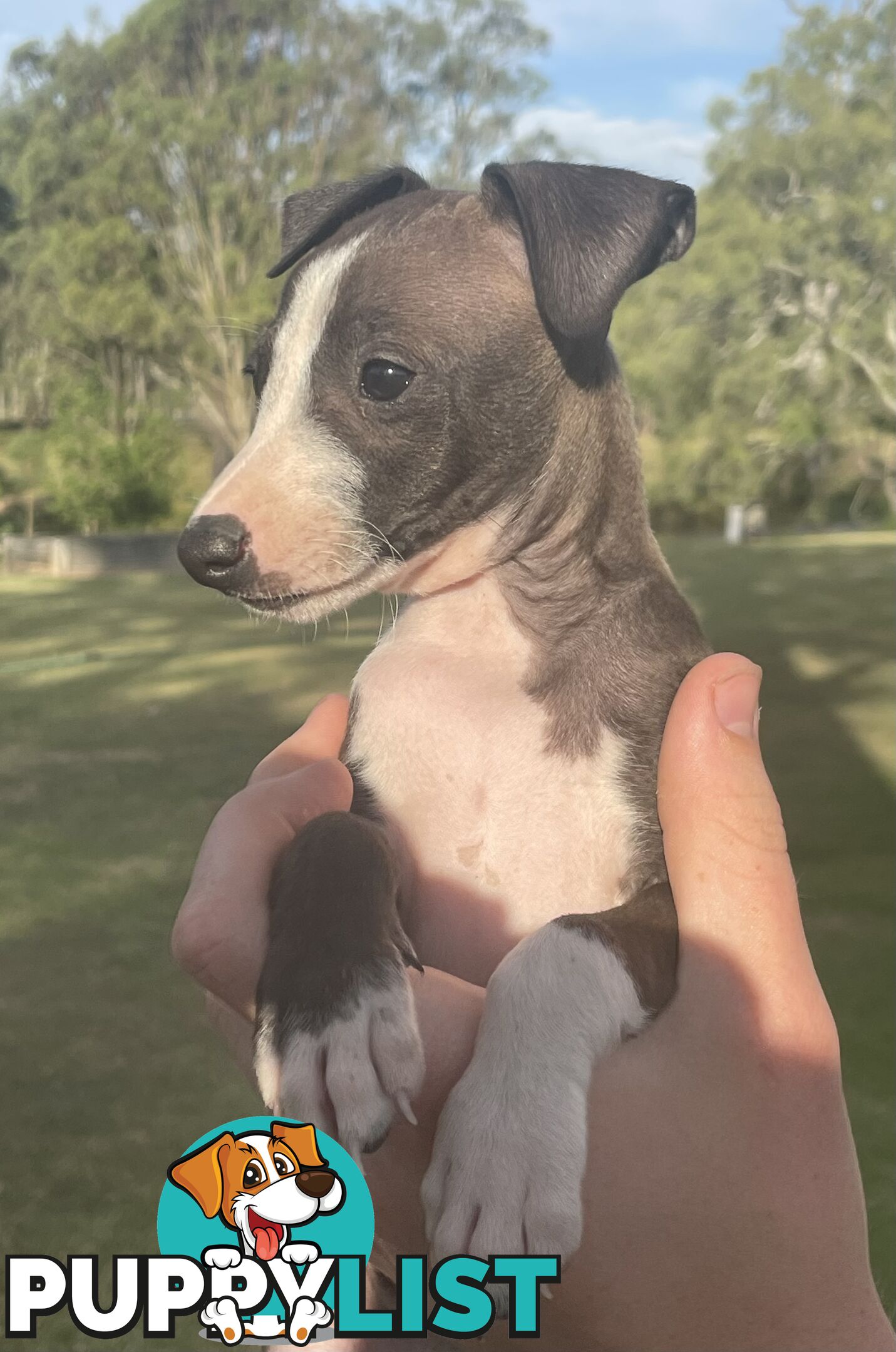 Italian Greyhound Puppies