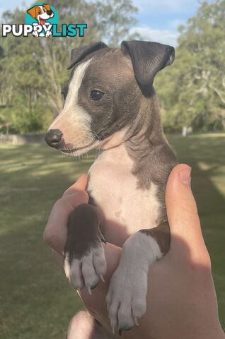 Italian Greyhound Puppies