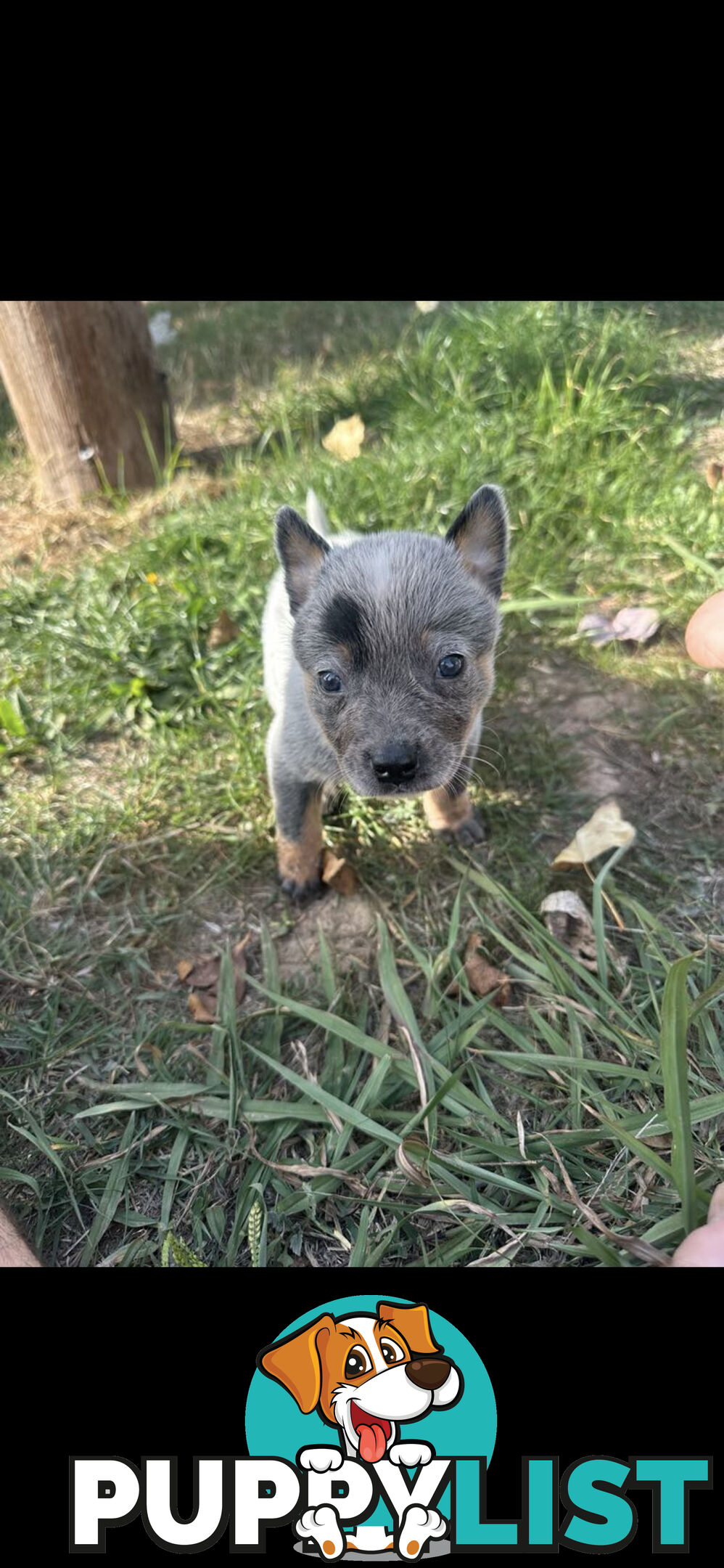 Blue heeler puppies