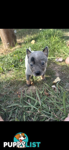 Blue heeler puppies
