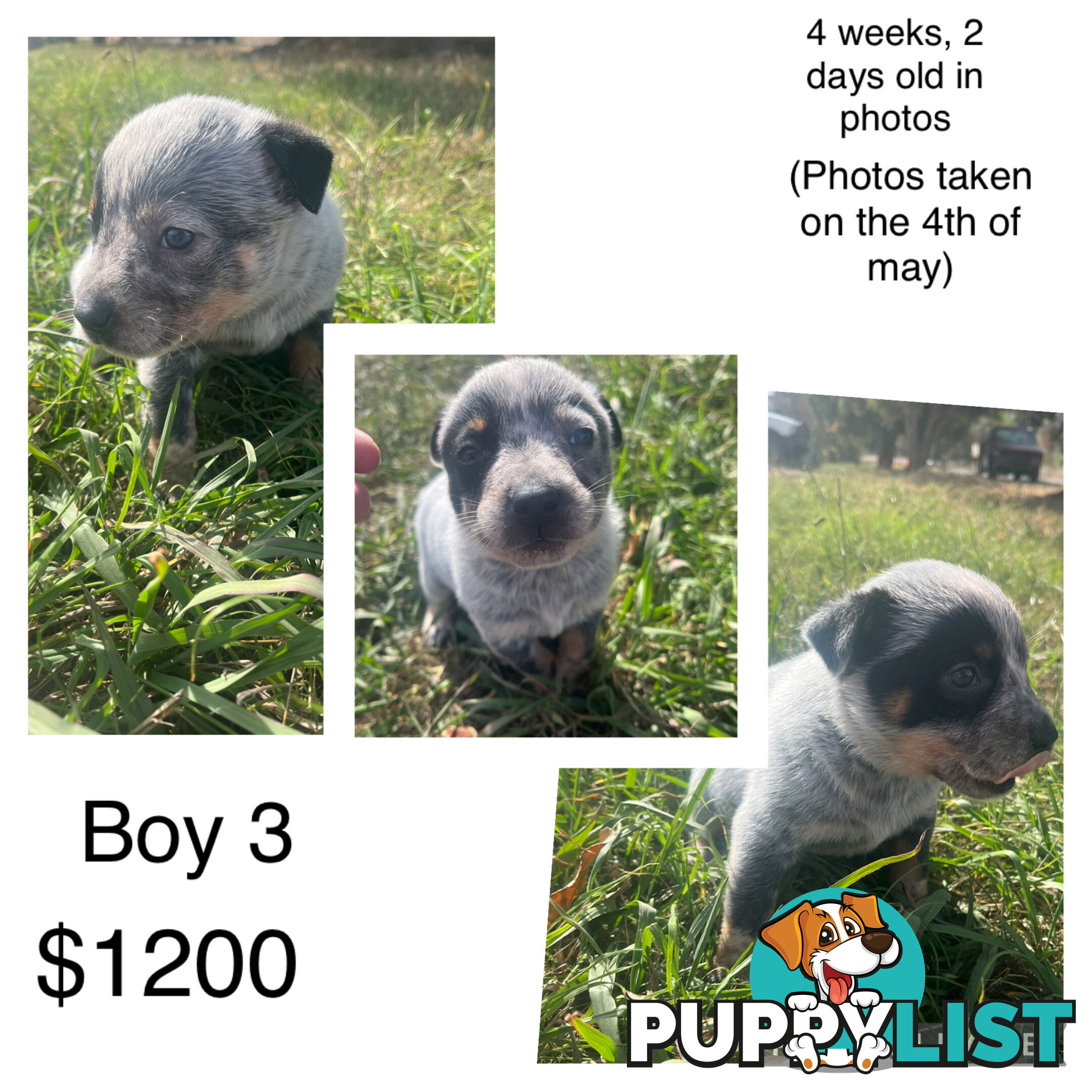 Blue heeler puppies