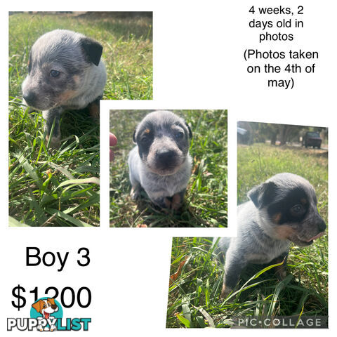 Blue heeler puppies