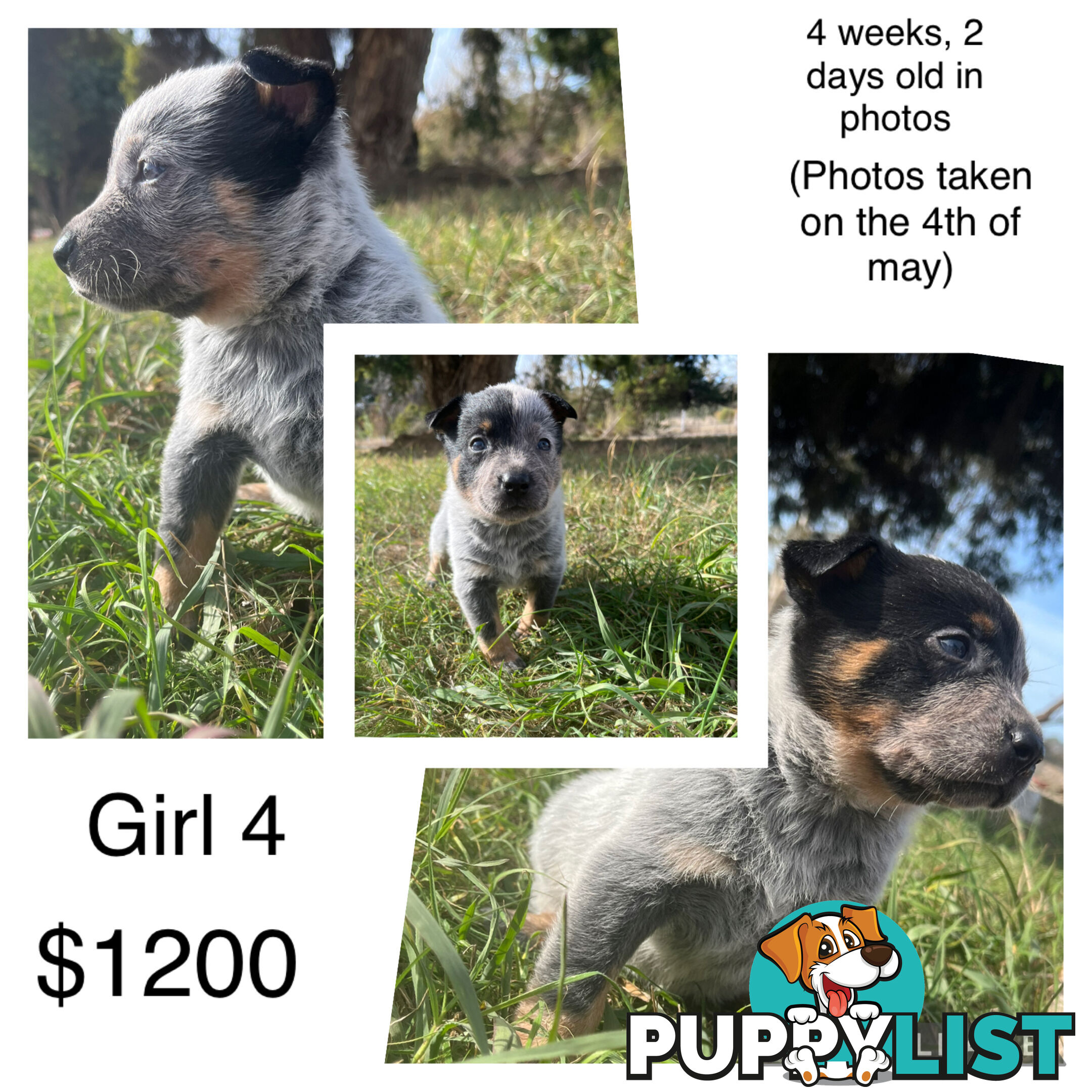 Blue heeler puppies