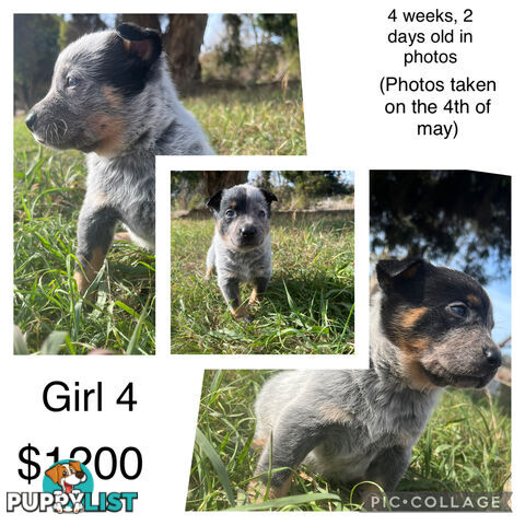Blue heeler puppies