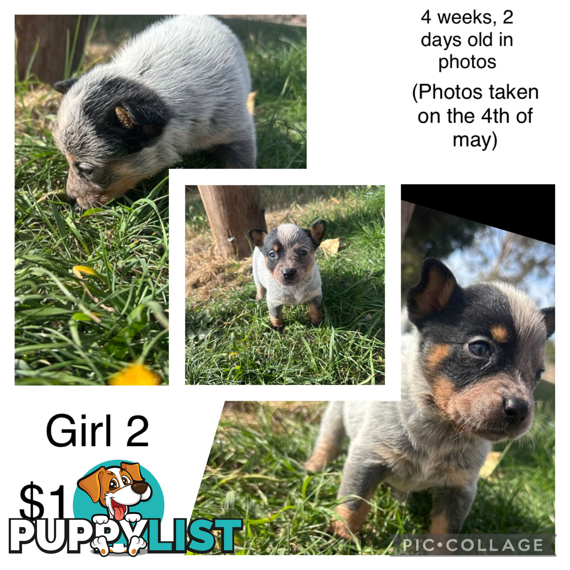 Blue heeler puppies