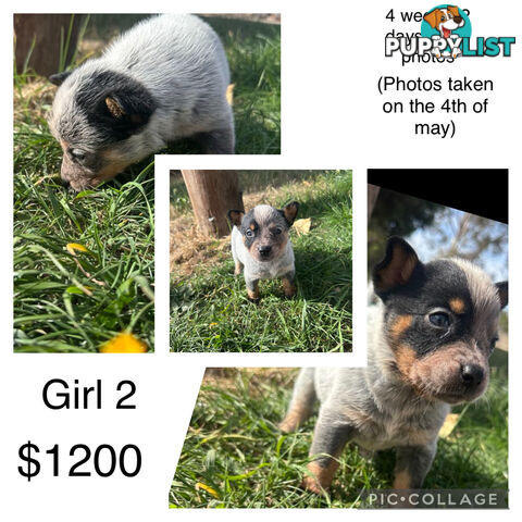 Blue heeler puppies