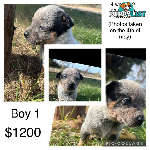 Blue heeler puppies