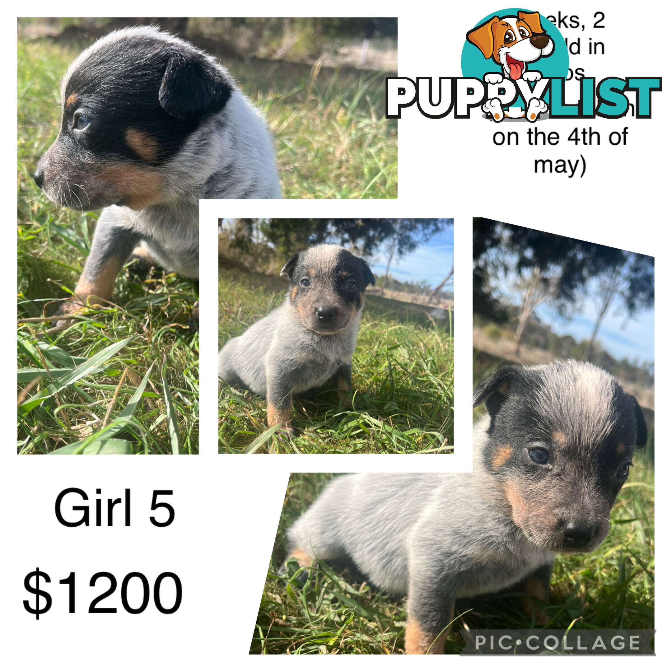Blue heeler puppies