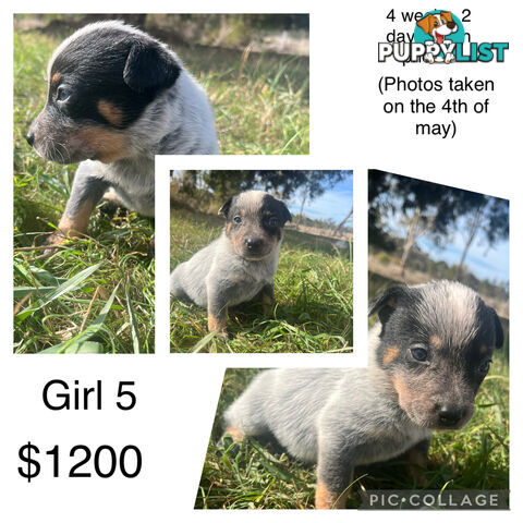 Blue heeler puppies