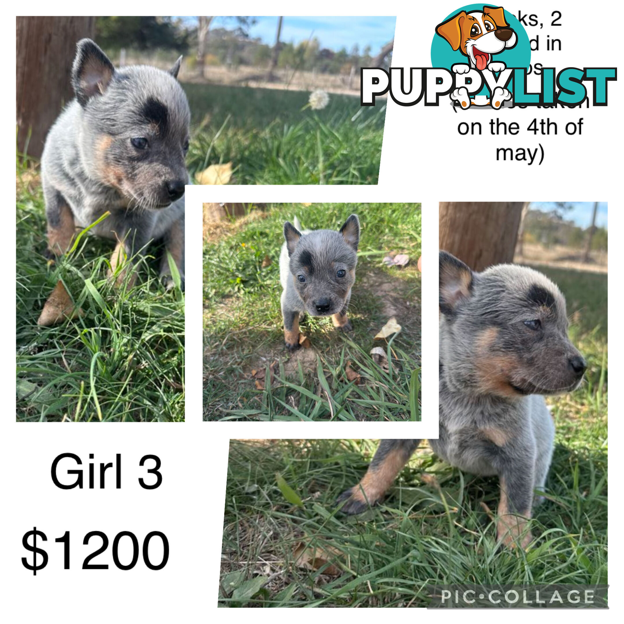 Blue heeler puppies