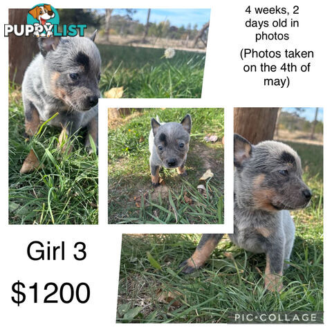 Blue heeler puppies