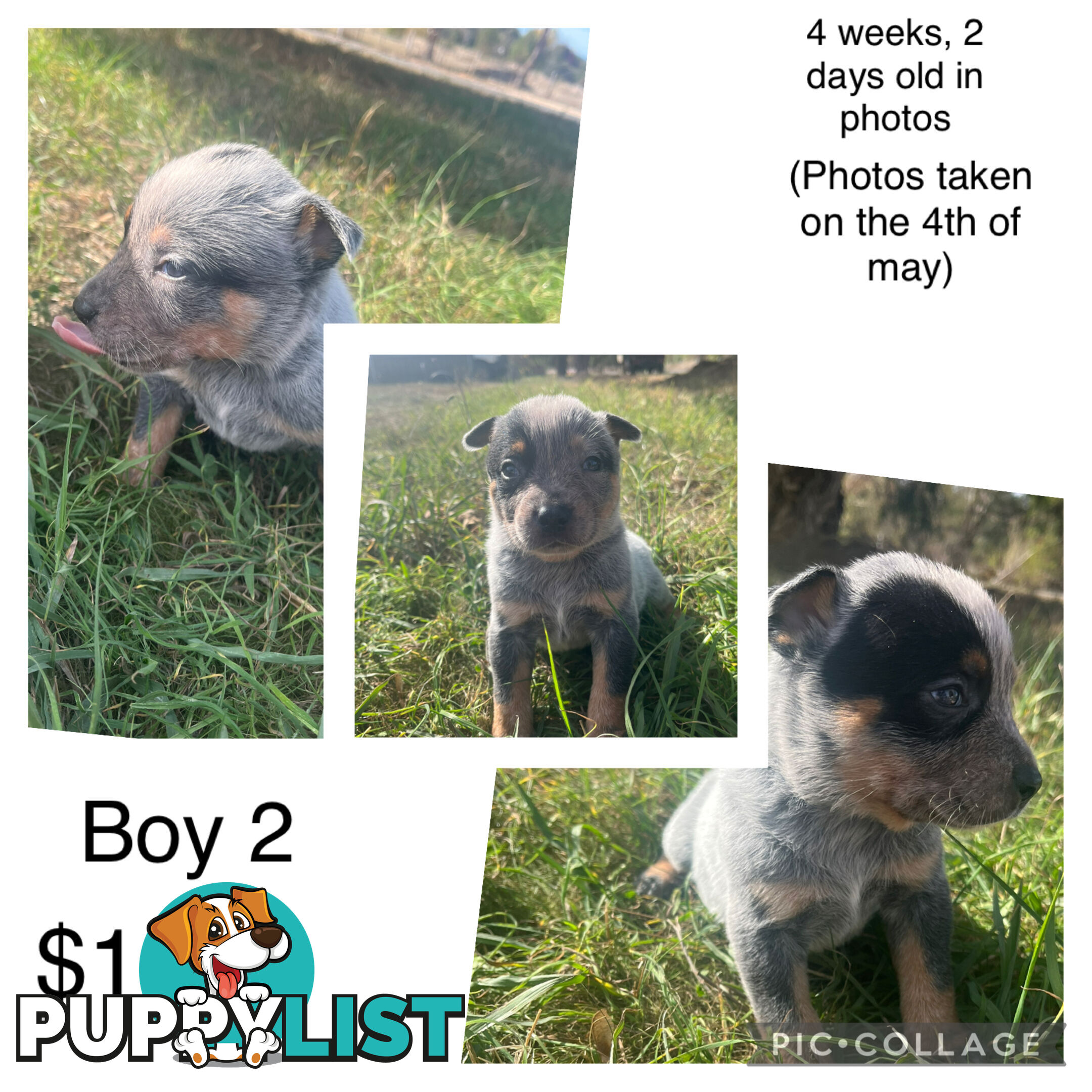 Blue heeler puppies