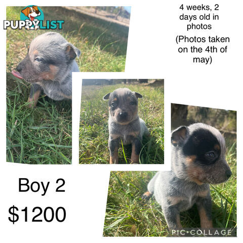 Blue heeler puppies