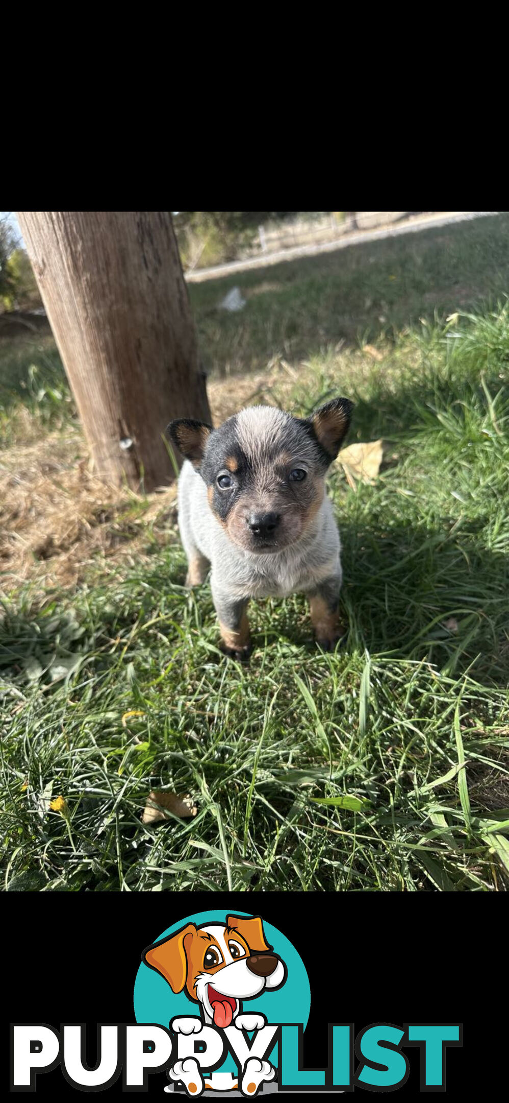 Blue heeler puppies