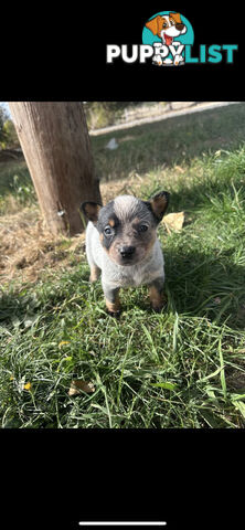 Blue heeler puppies