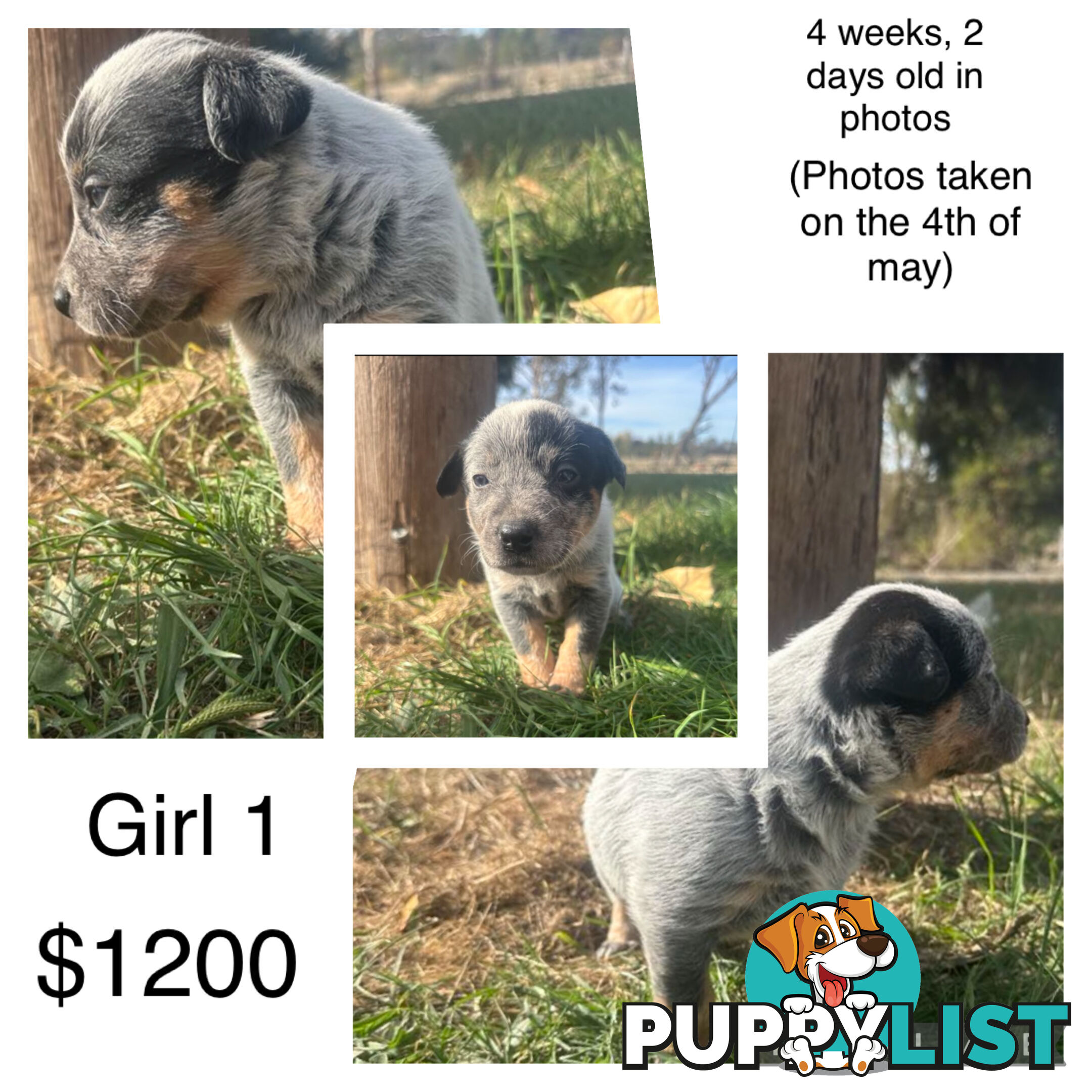 Blue heeler puppies