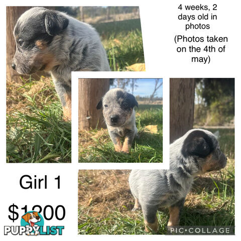 Blue heeler puppies