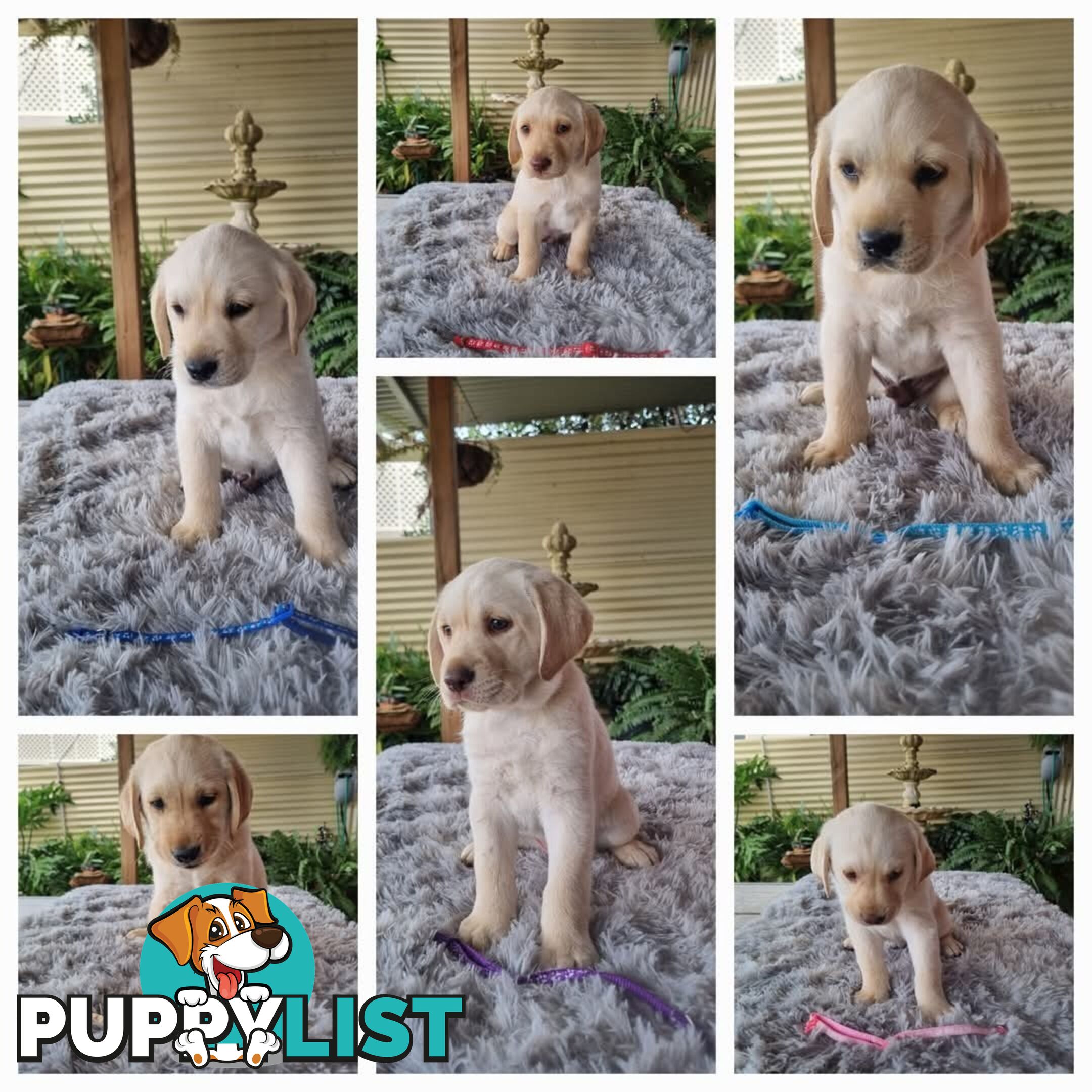 Golden Labrador