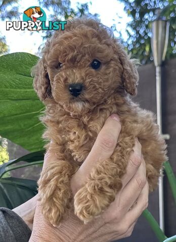 Cavoodle stunning male and female