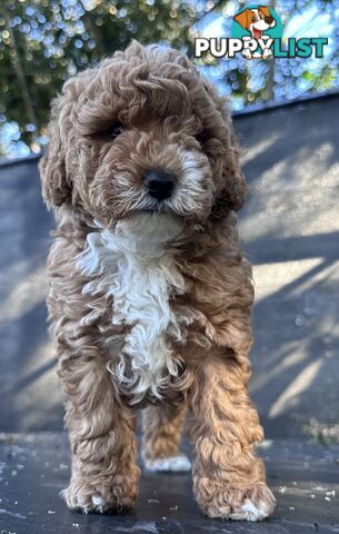 Cavoodle stunning male and female